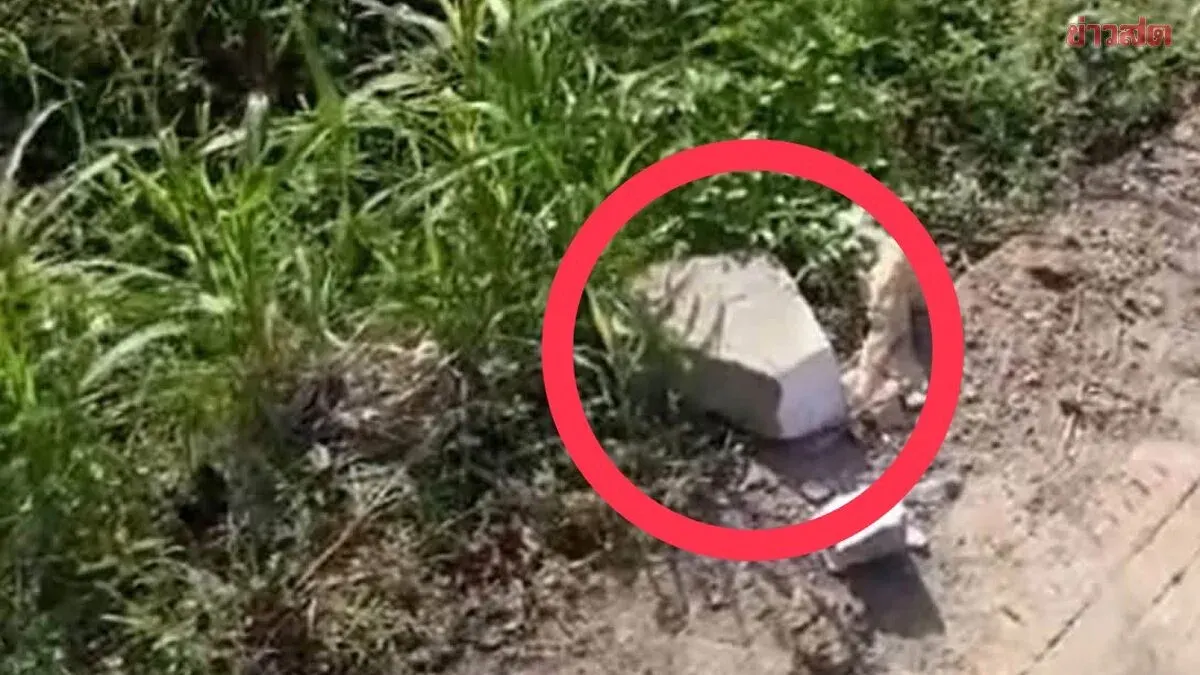 Garden Worker, 66, Brutally Killed in Chiang Mai Rice Field