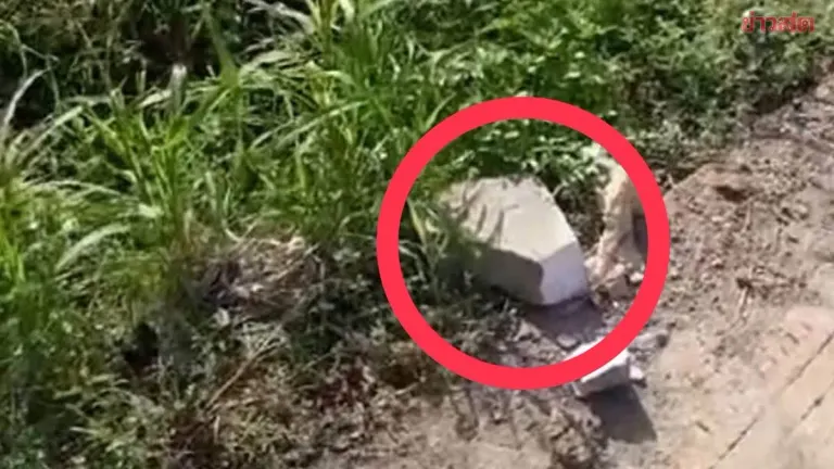 Garden Worker, 66, Brutally Killed in Chiang Mai Rice Field