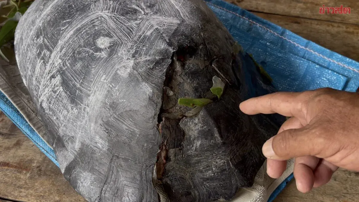 Century-Old Turtle With Cracked Shell Draws Lottery-Number Hunters