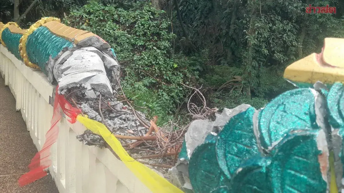 Ancient Fig Tree Topples Naga Bridge at Kham Chanod