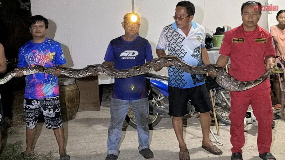Four-Meter Python Swallows Cat, Rescued From Drain
