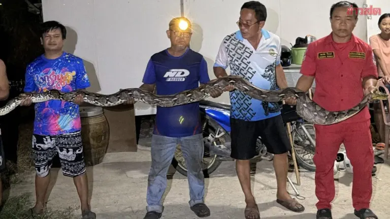 Four-Meter Python Swallows Cat, Rescued From Drain