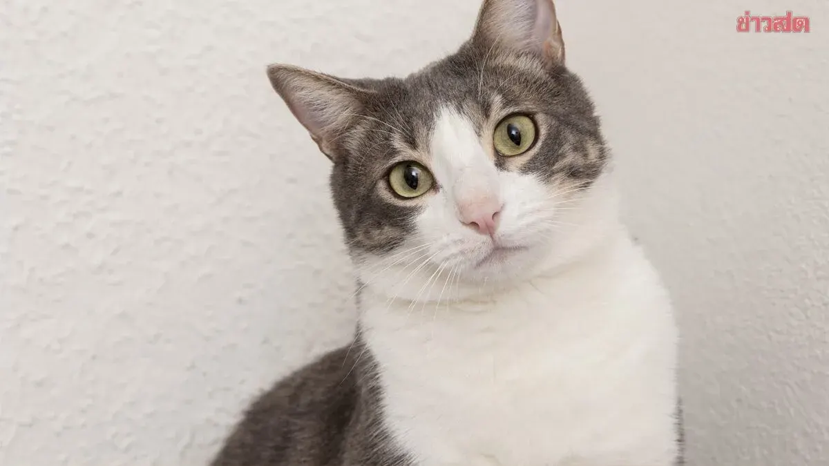 Three Signs Your Cat Now Accepts You as Family