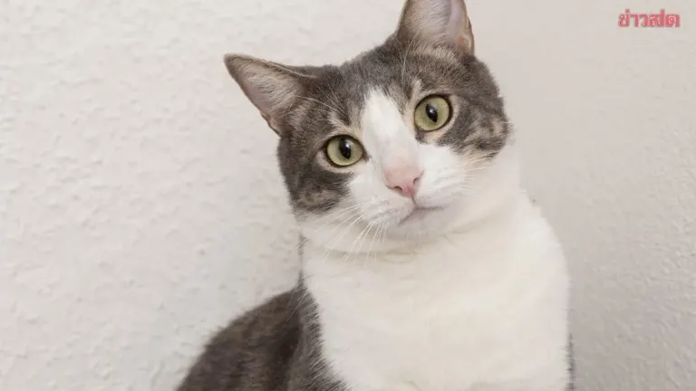 Three Signs Your Cat Now Accepts You as Family