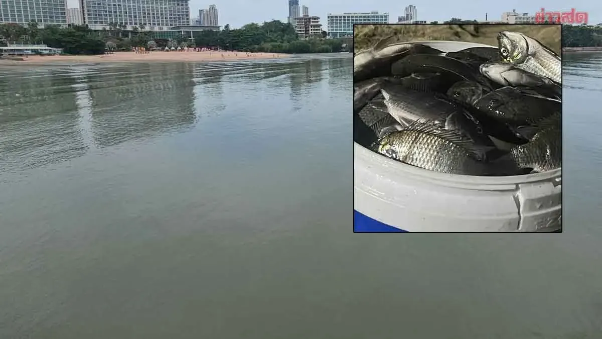 Fisheries Officials Investigate as Black-Chinned Tilapia Appears Along Pattaya Shores, Urge Public to Help Capture Fish