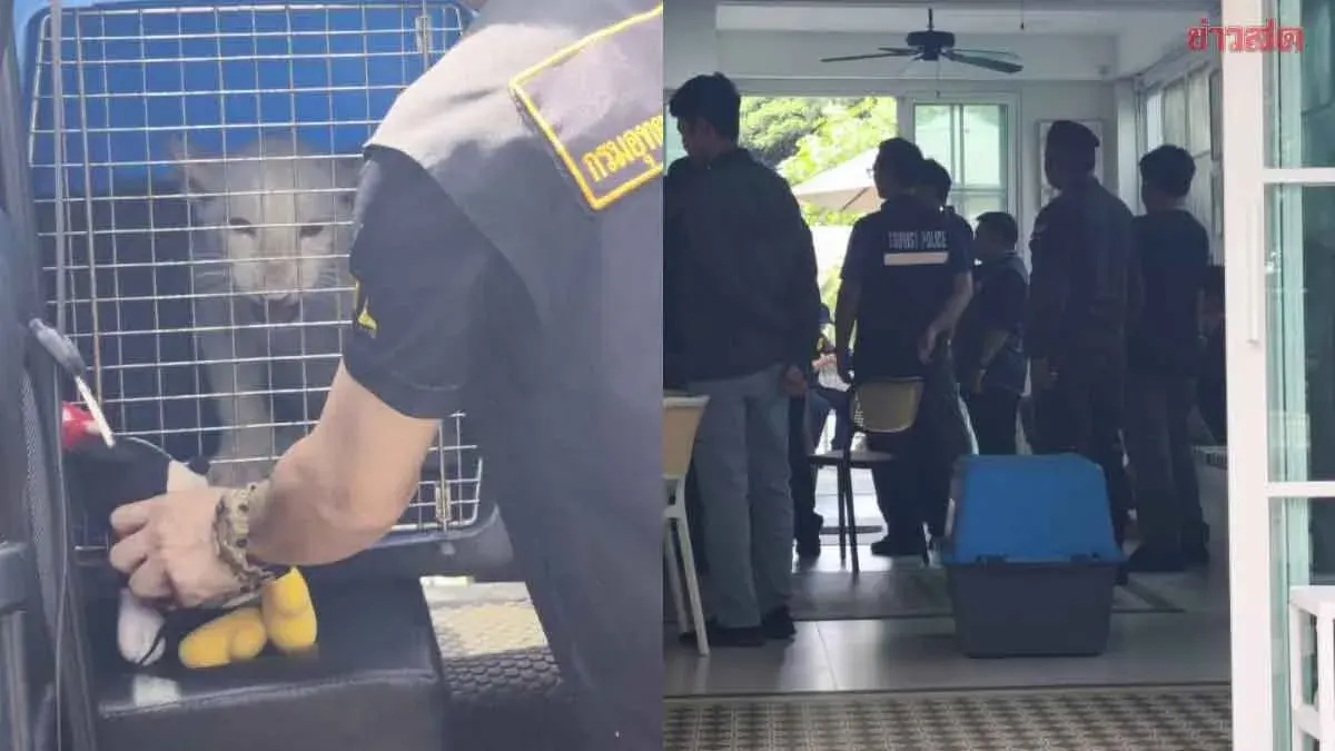 Police Bust Illegal Hotel, Seize White Lion Cub in Chiang Mai