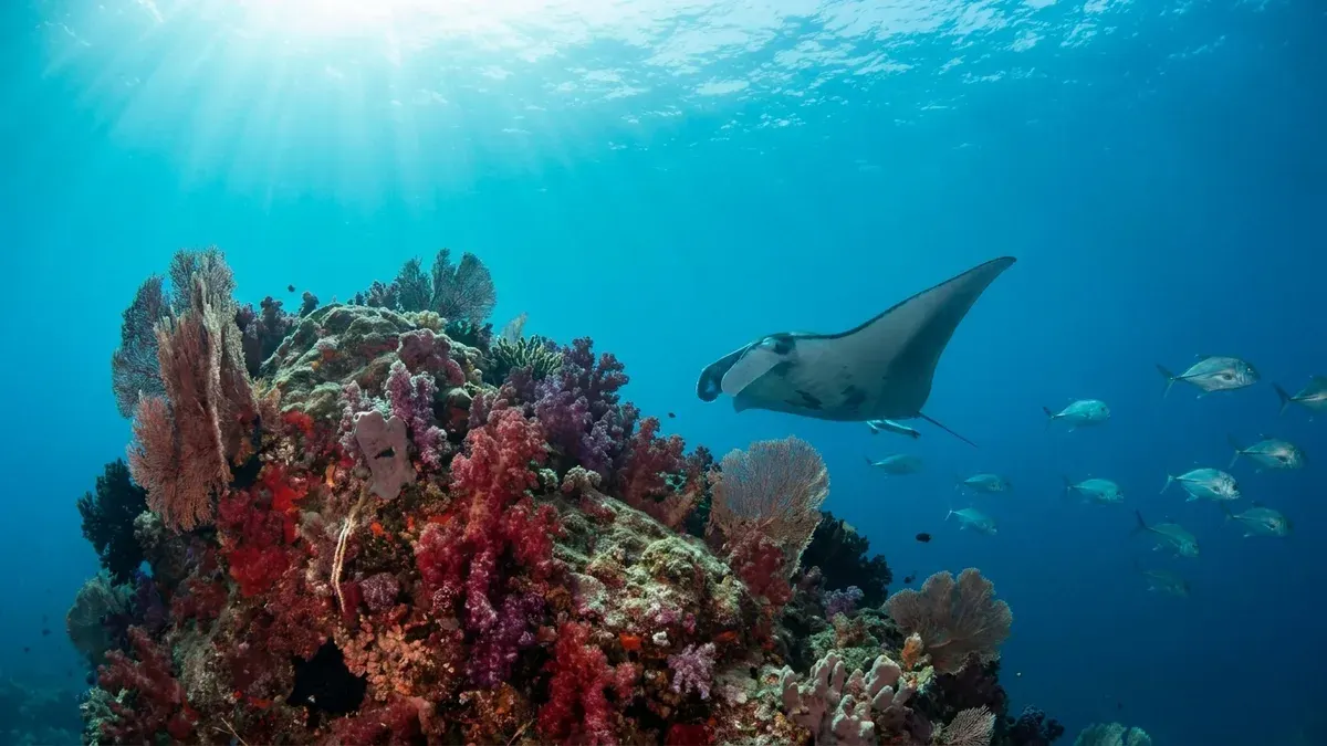 Two rocks off Koh Lanta rank among Thailand's best dives, and the national park shuts them for six months a year