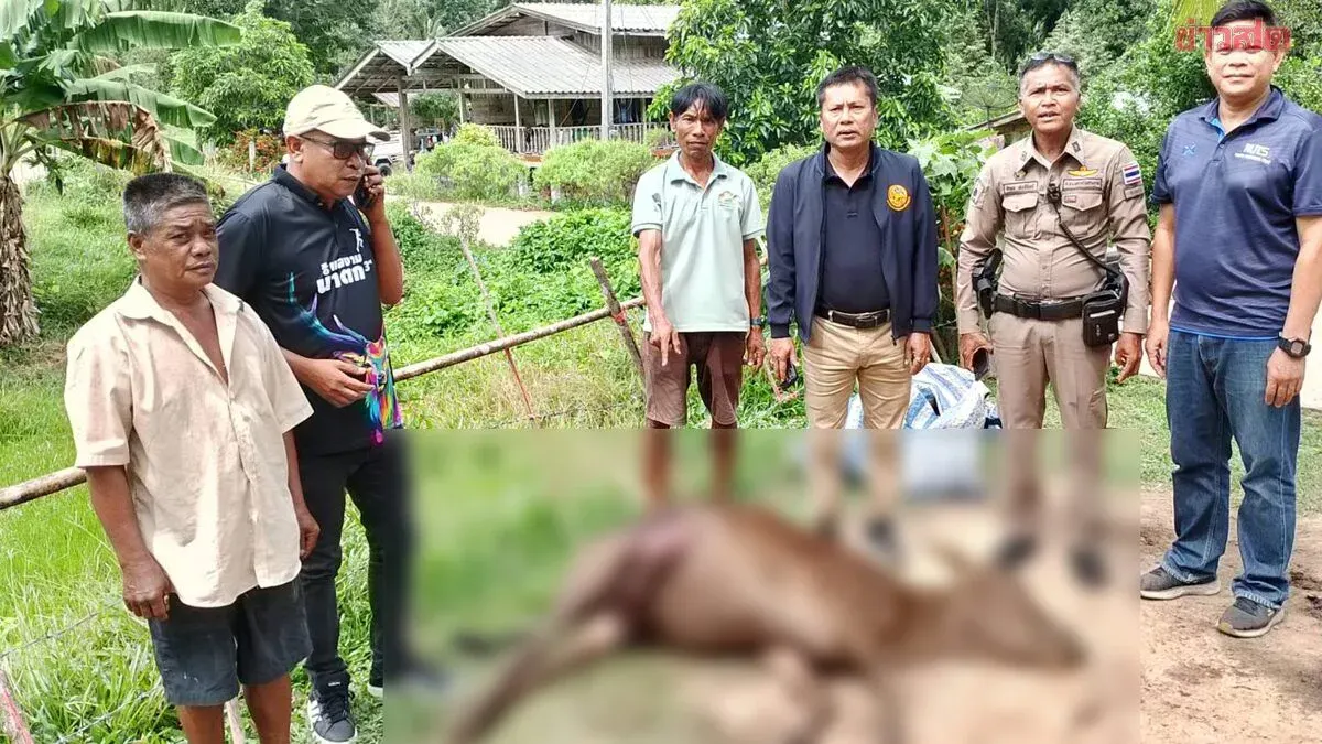 Wild Boar Kills Cattle in Nakhon Si Thammarat Attack