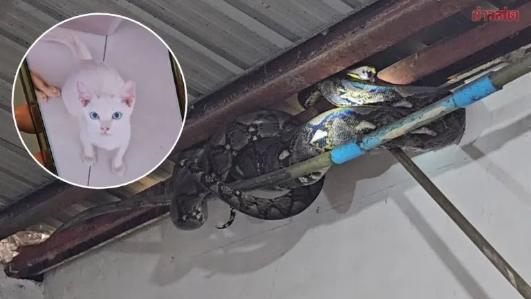 Owner Devastated as Python Swallows Beloved Pet Cat; Rescue Workers Prevent Her from Killing the Snake