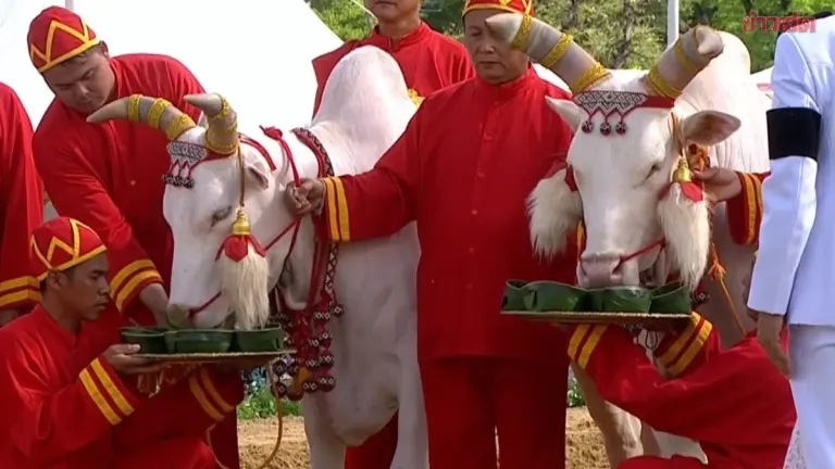 Royal Plowing Ceremony 2025: Fortune-Telling Results Reveal Predictions for Transportation and Commerce