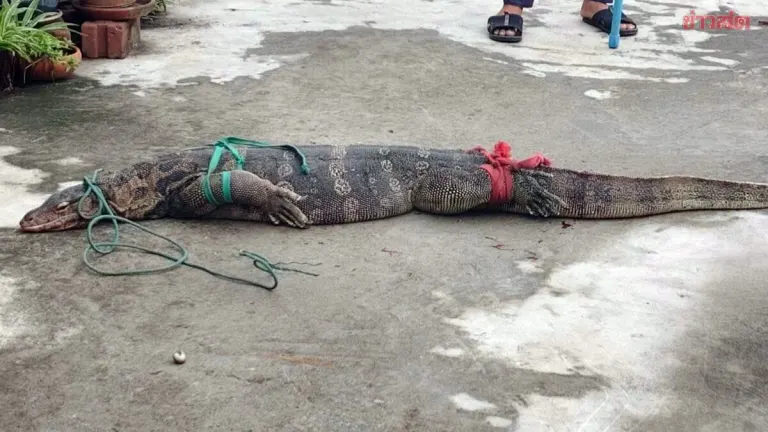 Young Teacher Gets a Shock as Large Python Crashes into Home, Requires Skilled Rescuers—But It's Not as Easy as Expected with Bites, Tail Whips, and Terrifying Hisses