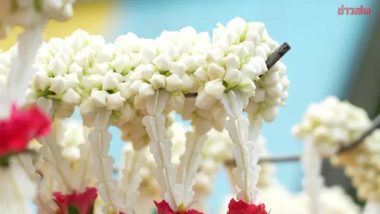 Jasmine Flower Prices Soar to 2,000 Baht per Kilo for Mother's Day