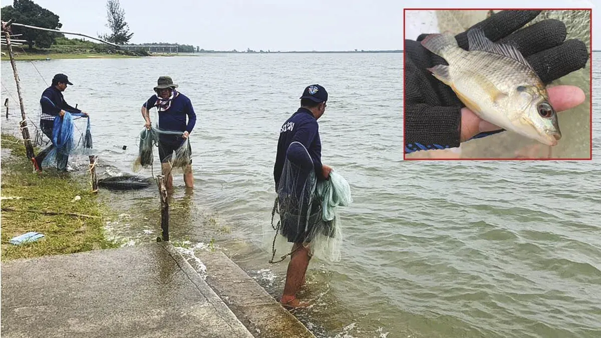 Government Mobilizes Against Invasive Black-Chin Barb Fish