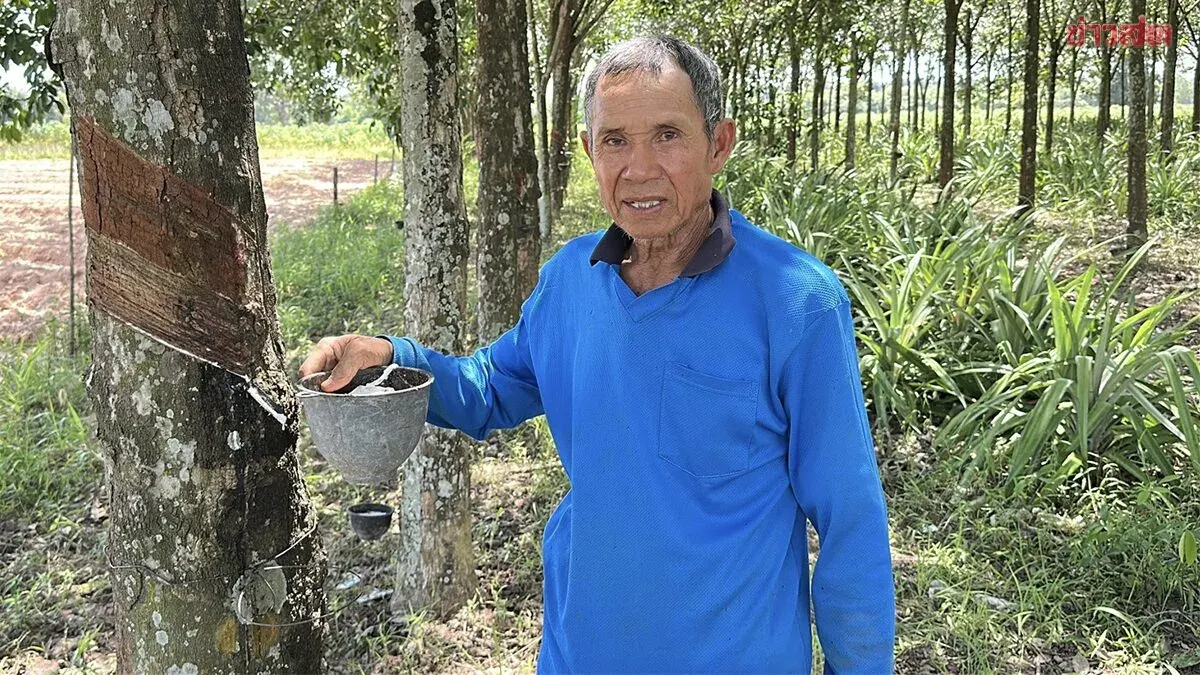 Rubber Thieves Strip 400 Trees in Kalasin Farm