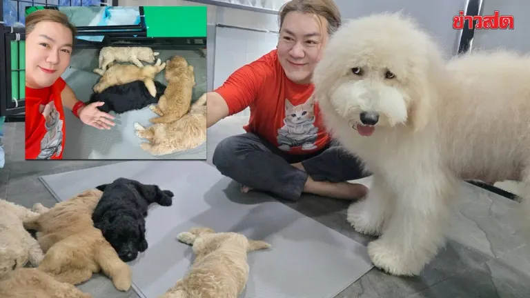 Dog Lover Ko Meets First Thai Samoyden Doodle Puppies