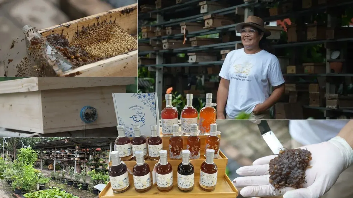 Stingless Bee Farming Provides Easy Retirement Income