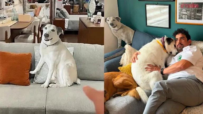 Couple Brings Cardboard Dog to Furniture Store