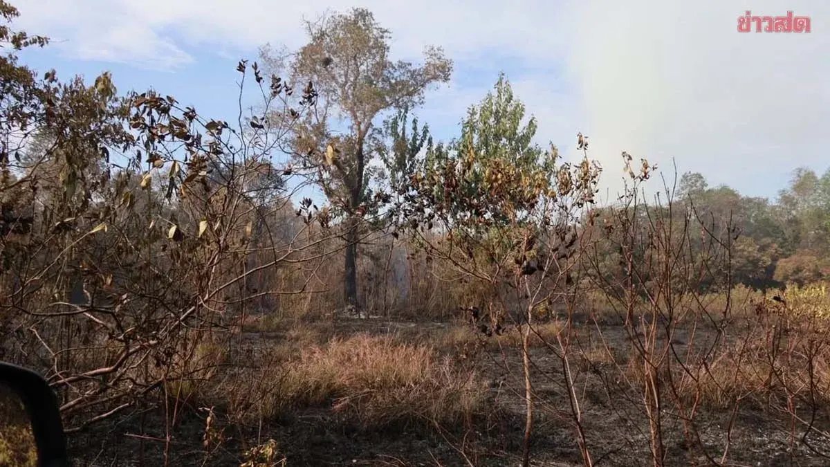Crackdown Underway: Narathiwat Increases Reward to 50,000 Baht for Information on Forest Arsonists After Nearly 100 Rai Destroyed