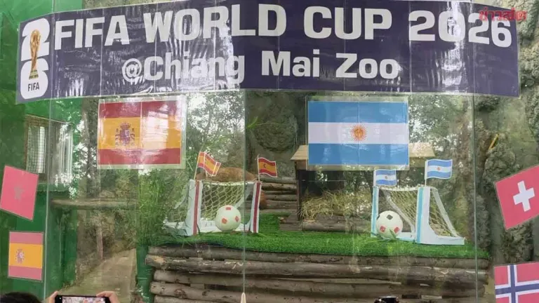 Chiang Mai Zoo Tigers Predict Spain to Win World Cup Final