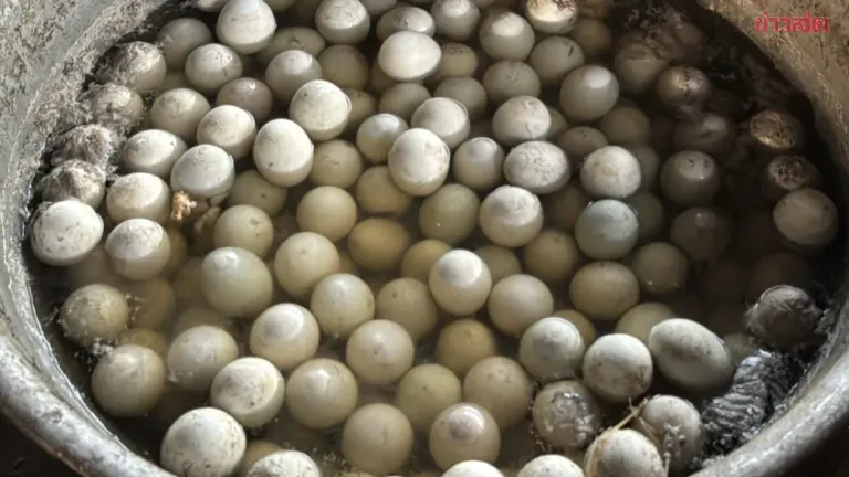 Authorities Bust Illegal Duck Egg Smuggling Warehouse, Seize Over 20,000 Counterfeit Items Bound for Bangkok