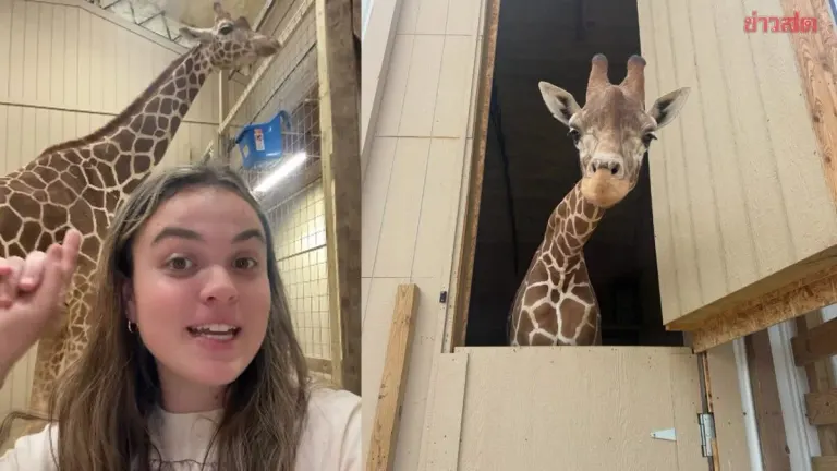 23-Year-Old Woman Creates Unique Airbnb Experience: Wake Up Next to Real Giraffes