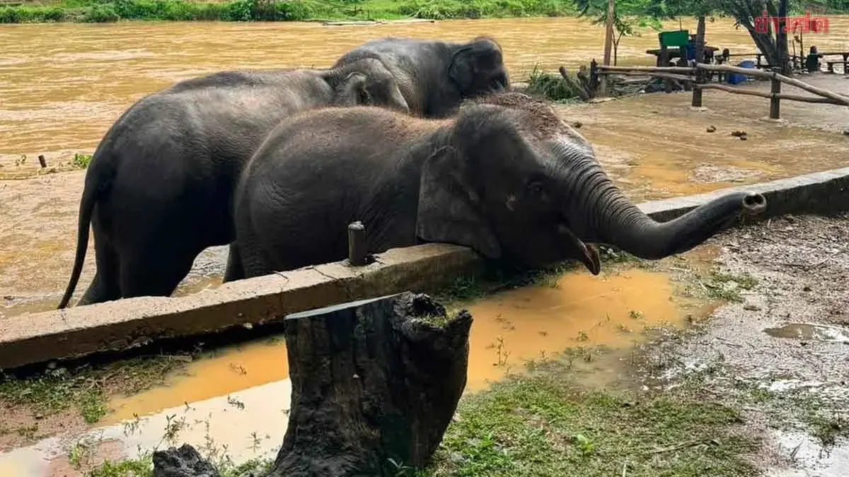 Elephant Sanctuary Moves Herd to High Ground Ahead of Heavy Rain