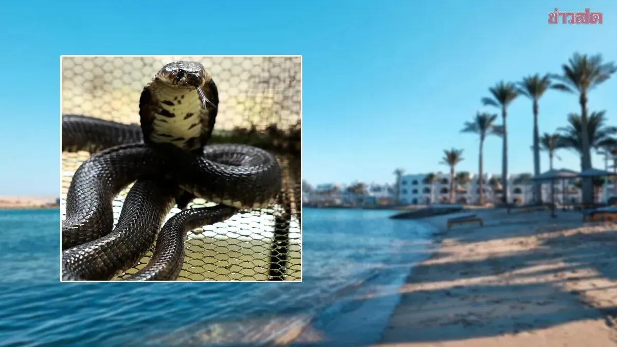 Tragedy: 57-Year-Old German Tourist Dies After Cobra Bite During Snake Show at Egyptian Hotel