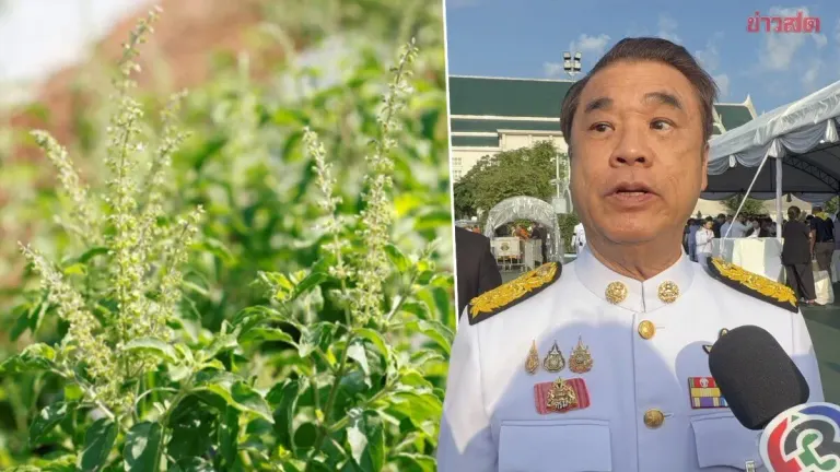 Agriculture Minister Orders Probe into Basil Variety Patents