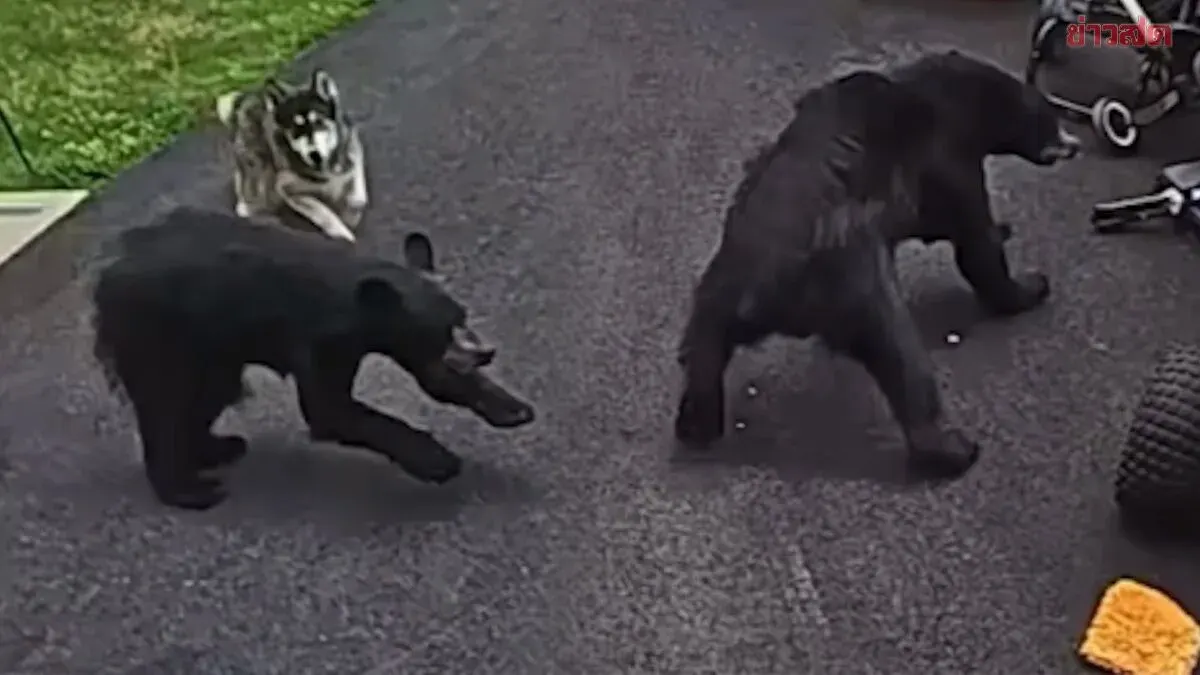Brave Dog Saves Boy From Bear Attack