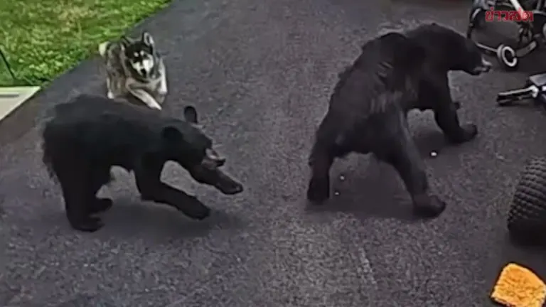 Brave Dog Saves Boy From Bear Attack