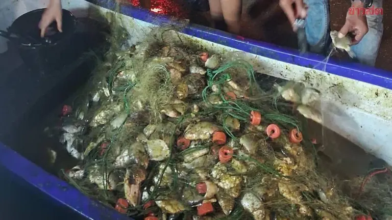 Massive Catch of Black-Chin Tilapia Alarms Fishing Community