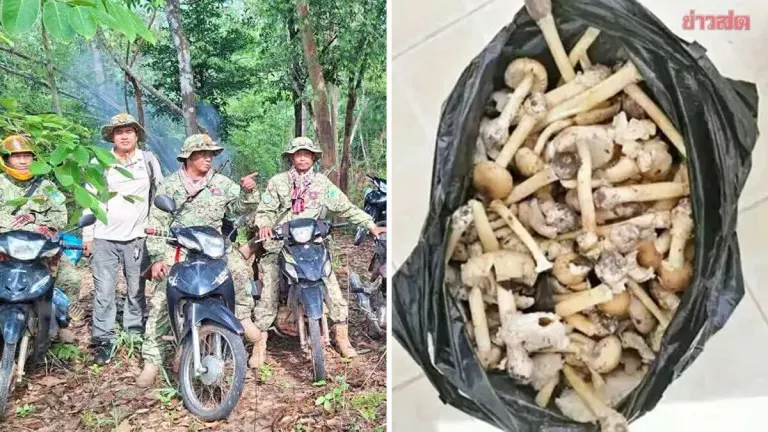 Nine Cambodian Forest Rangers Hospitalized After Eating Poisonous Wild Mushrooms During Patrol