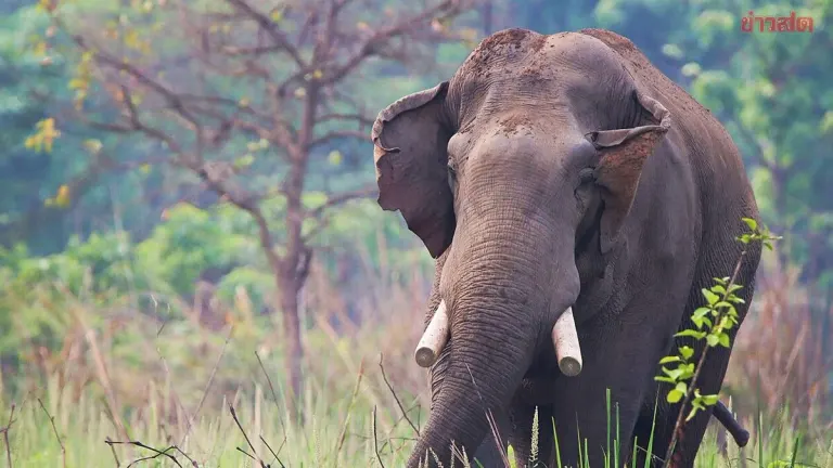 Same Elephant Kills Four Family Members Over 14 Years