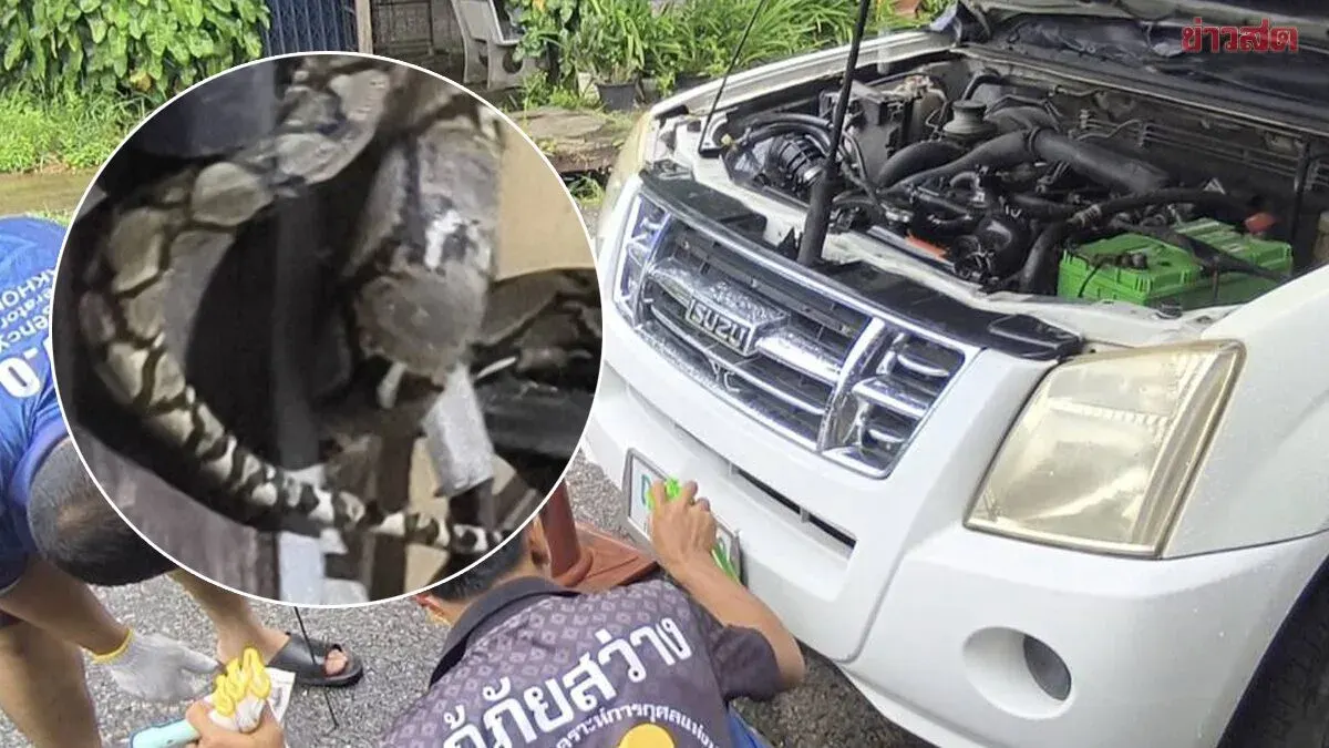 Couple Calls Rescuers After Two Python Snakes Invade Home and Truck