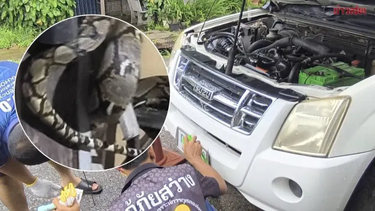 Couple Calls Rescuers After Two Python Snakes Invade Home and Truck