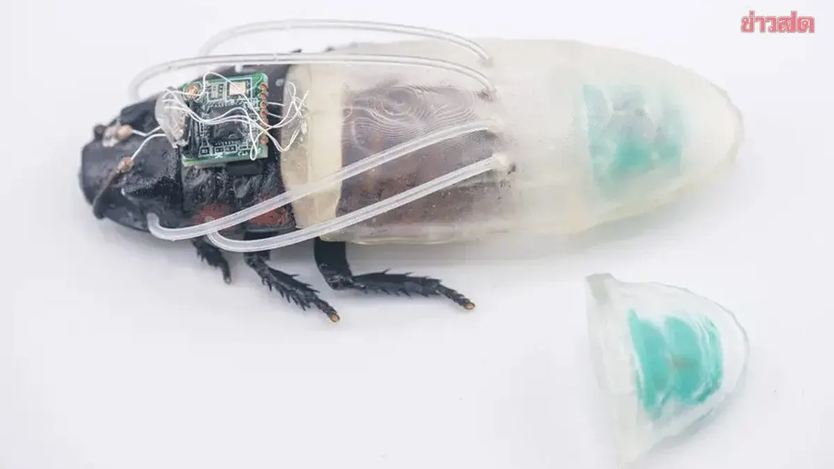 Scientists Create Cyborg Cockroaches That Breathe Underwater For 3 Hours