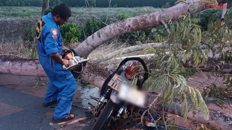 Factory Worker Dies After Large Tree Branch Strikes His Head While Riding Home in Strong Winds