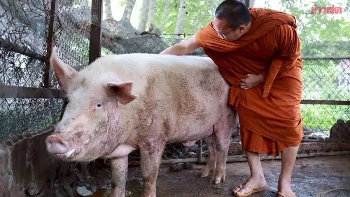 Pig Saved from Slaughter Thrives a Year Later at 300kg