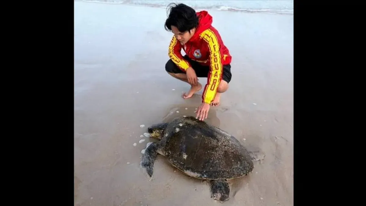 Sea Turtle Rescued From Patong Beach