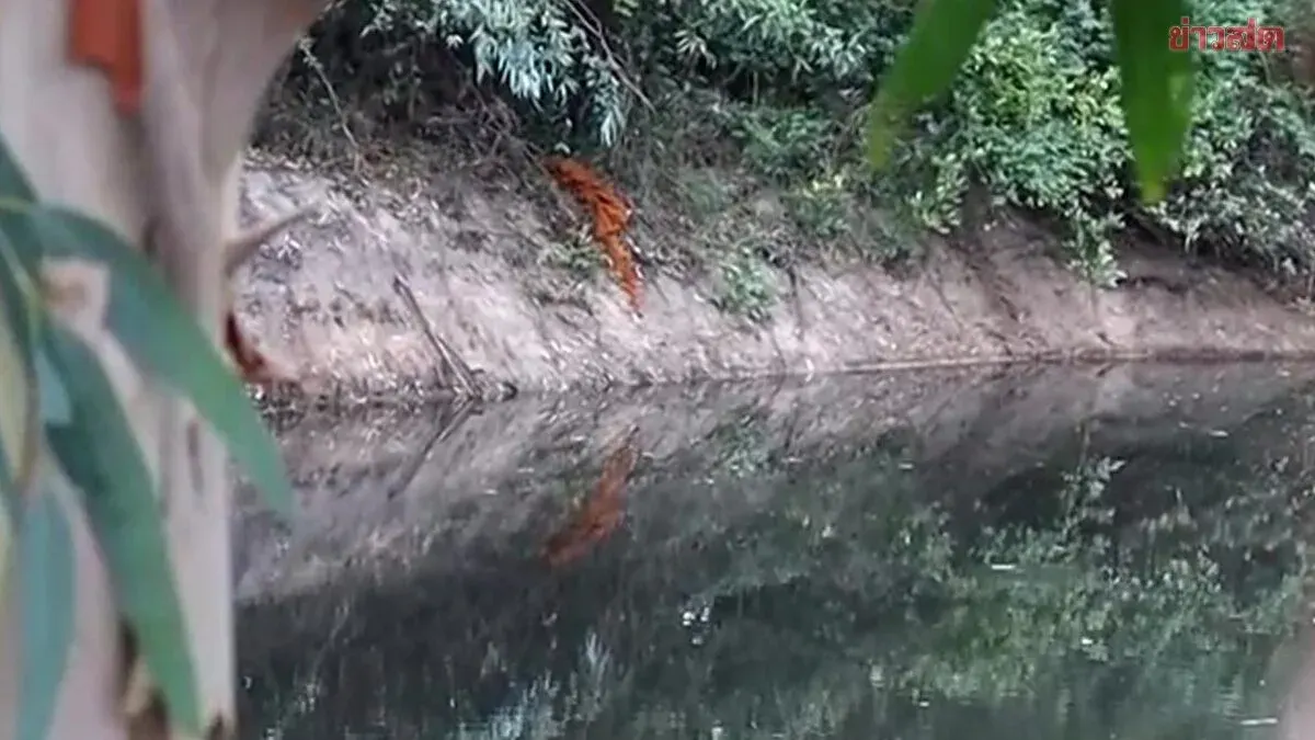 Thought It Was a Floating Coconut, Shocked to Discover the Body of a Deceased Monk in the Canal Behind the Temple