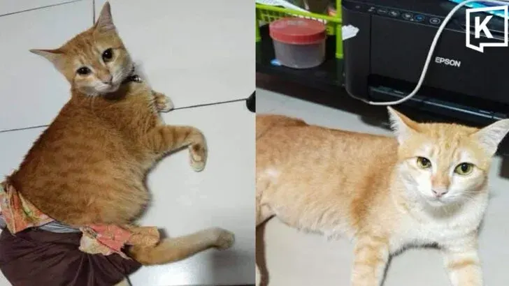 Owner Files Formal Complaint After Disabled Cat Missing From Train