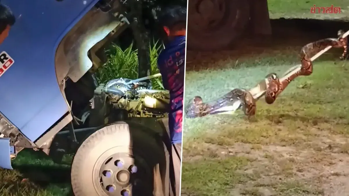 Python Found Coiled in Songthaew Engine, Rescued by Authorities