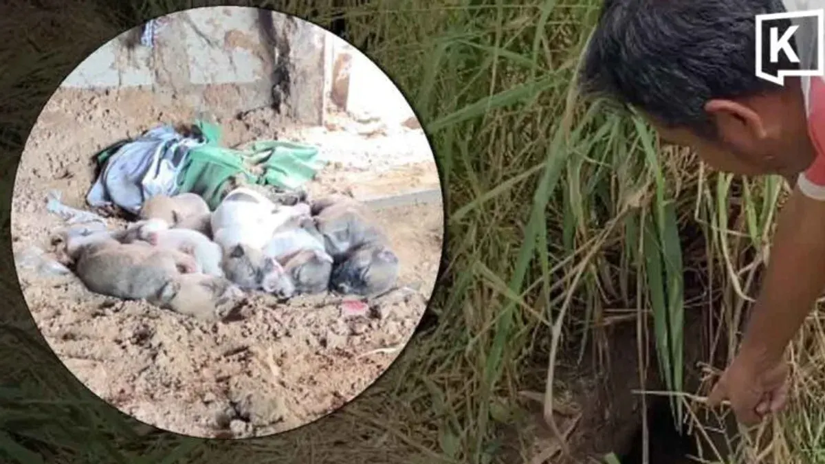 Dog Lover Dies Attempting Rescue of Puppies