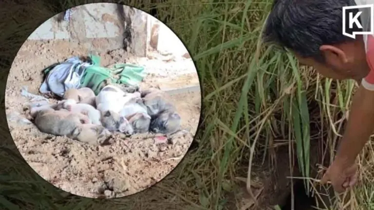 Dog Lover Dies Attempting Rescue of Puppies