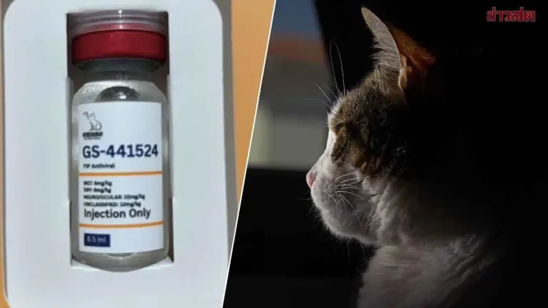 Illegal Cat Medicine Factory Shut Down; Counterfeit Drugs Mixed to Increase Volume for FIP Treatment