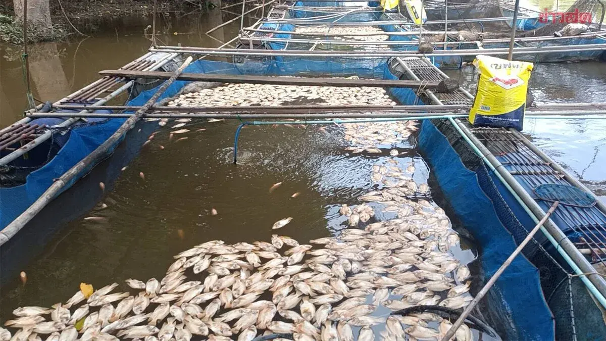 Officials Plan to Shut Chinese Factories Prachinburi River Fish Kill