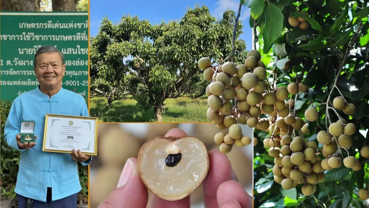 Lamyai Farmers Adopt New Techniques to Battle Super El Niño
