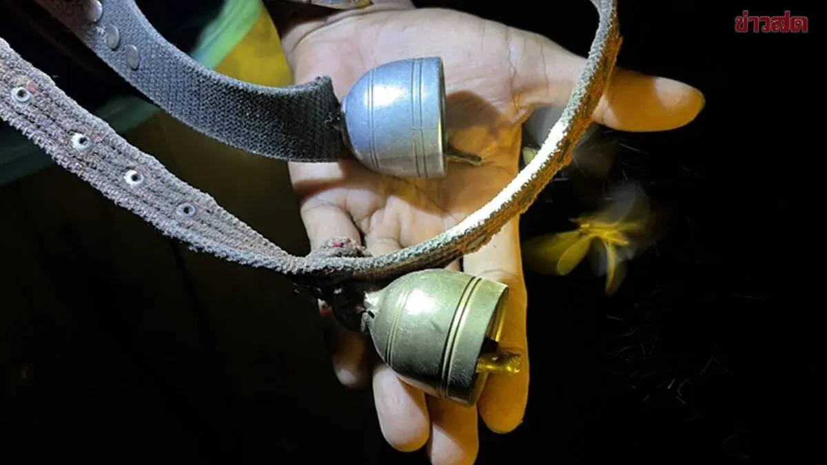 Lightning Strikes Cattle Pen Three Times, Killing Two Breeding Cows; Owner Believes Metal Bell Attracted the Strike