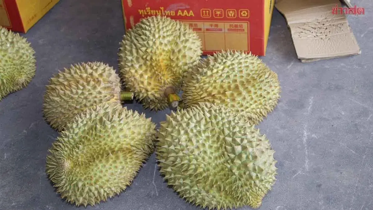 Durian Shipments via China-Laos Railway Reach Kunming in 26 Hours, Distributed Across China Within 48 Hours