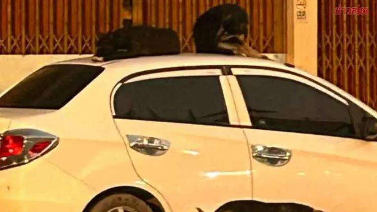 Stray Dogs Nap on Car Roofs, Return After Being Chased Away